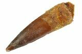 Fossil Spinosaurus Tooth - Real Dinosaur Tooth #346894-1